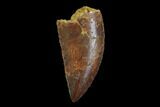 Serrated, Raptor Tooth - Real Dinosaur Tooth #94106-1
